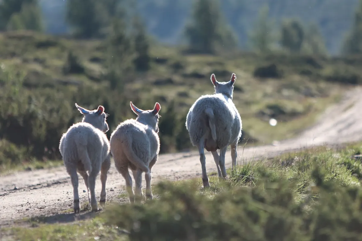 How to Be a Good Visitor in Cumbria: A Local Etiquette Explainer