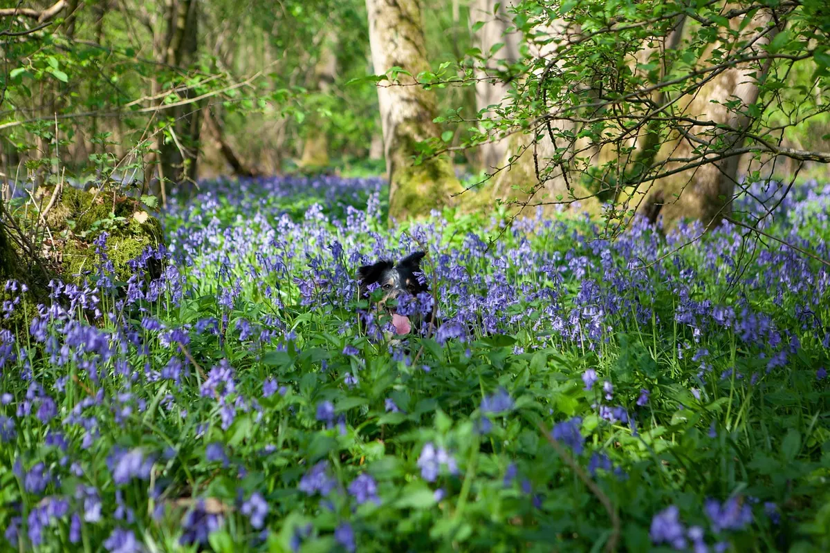 Seasonal Walk: Where to See Bluebells in Cumbria in May